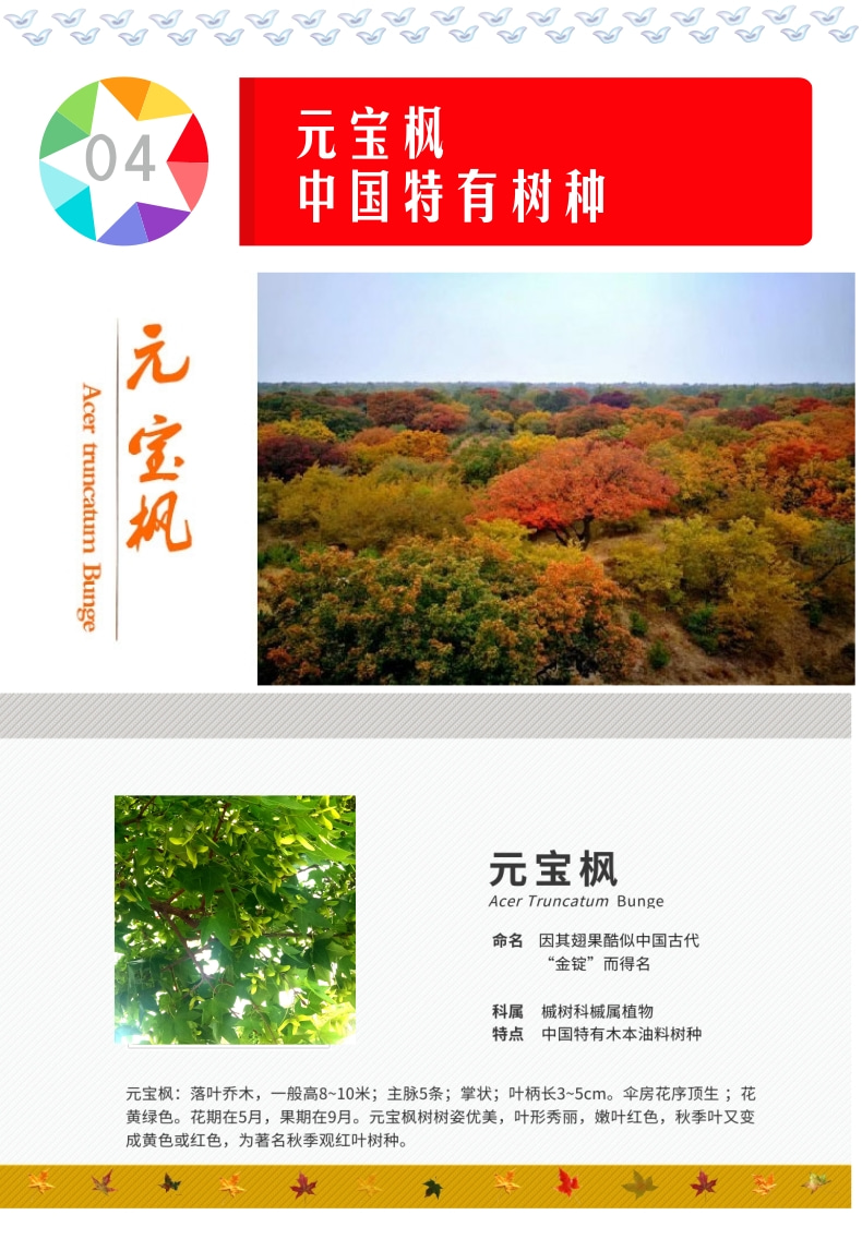 元宝枫籽油软胶囊 特点 4